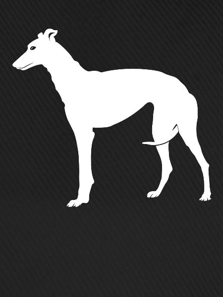 Greyhound greyhound