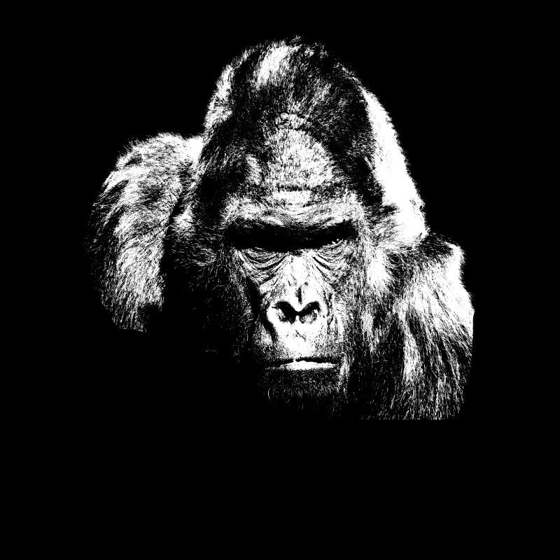 Singe à dos argenté gorille