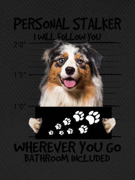 Australian Shepherd