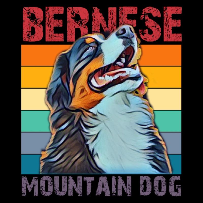 Bernese mountain dog