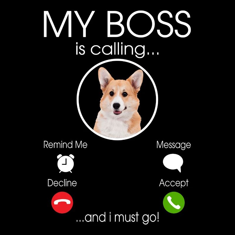 Welsh Corgi my Boss