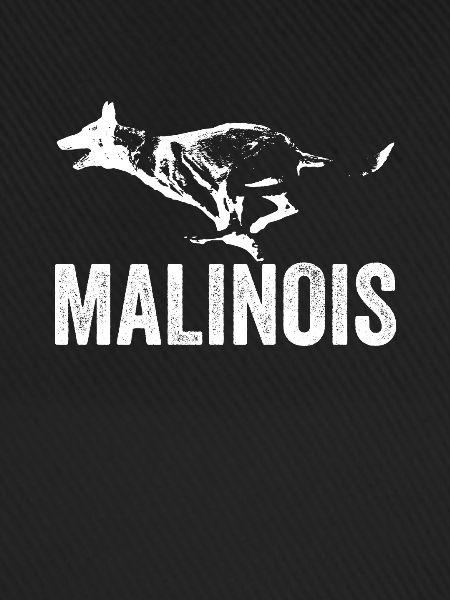 Belgische Herdershond I Mechelaar I Malinois