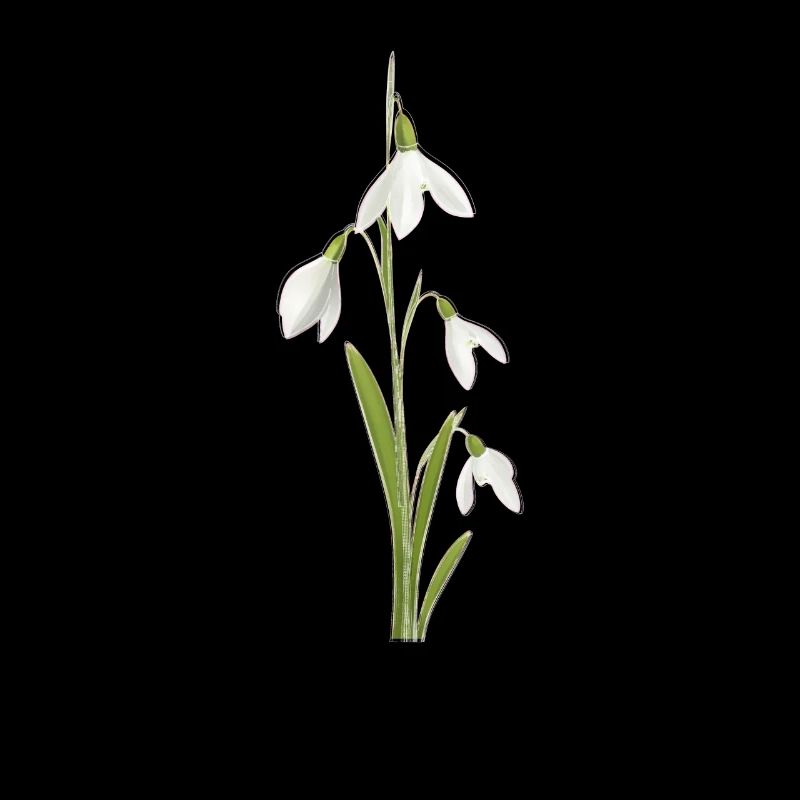 Perce-neige