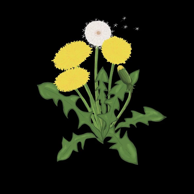 Yellow Dandelion Botanical Illustration