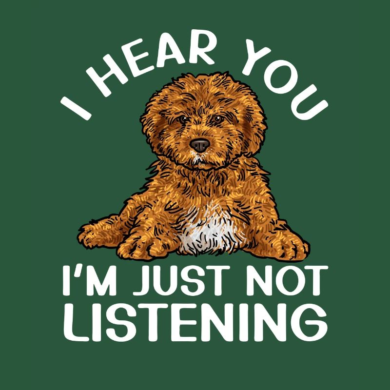 Cavapoo Cavoodle Capoodle Chien