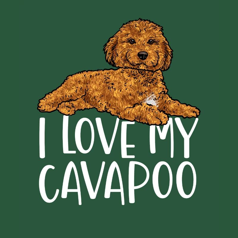 Cavapoo Cavoodle Capoodle Chien