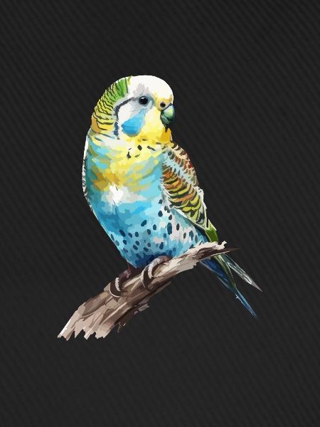 budgerigar parakeet, budgie