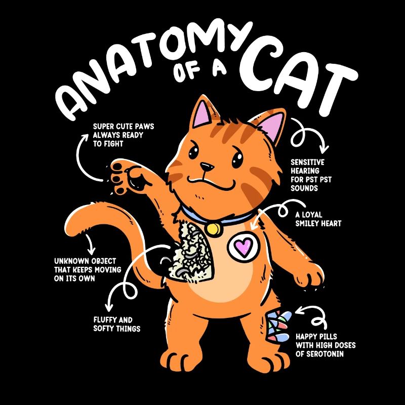 Anatomie d’un chat Pattes mignonnes Sérotonine