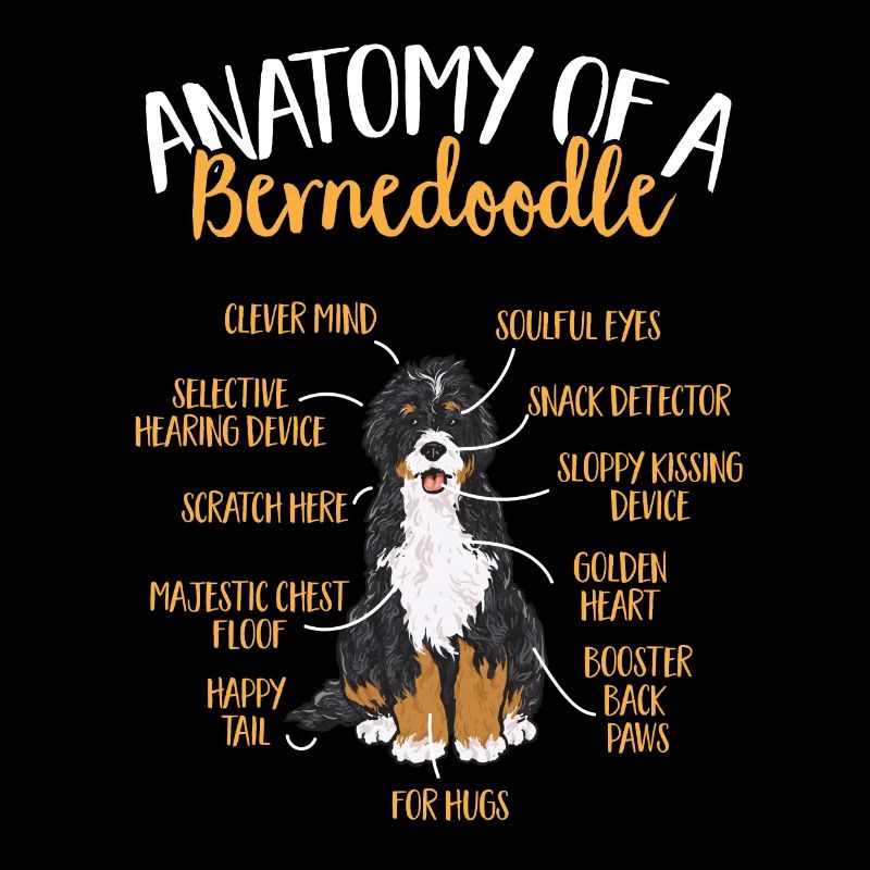 Bernedoodle Hund