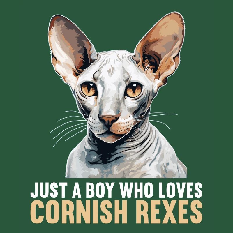 Cornish Rex Kätzchen Cornish Rex Katze