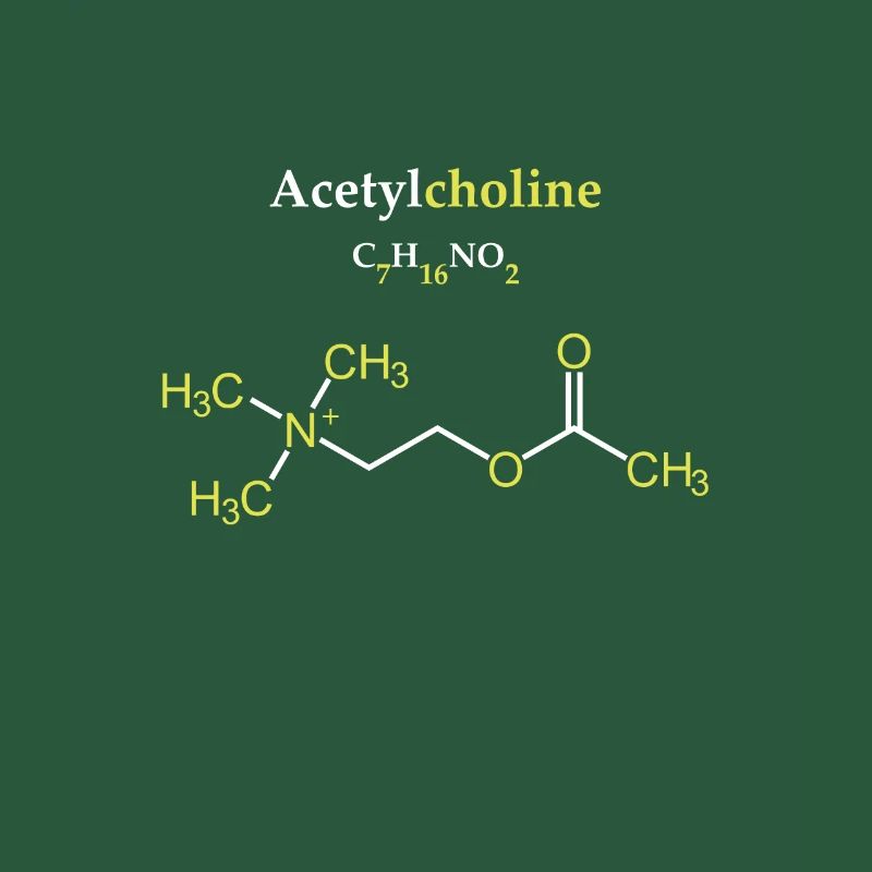 Acétylcholine Molécule