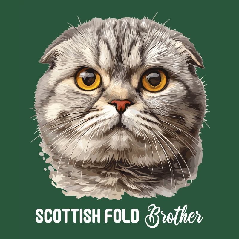 Scottish Fold Kitten Scottish Fold chat