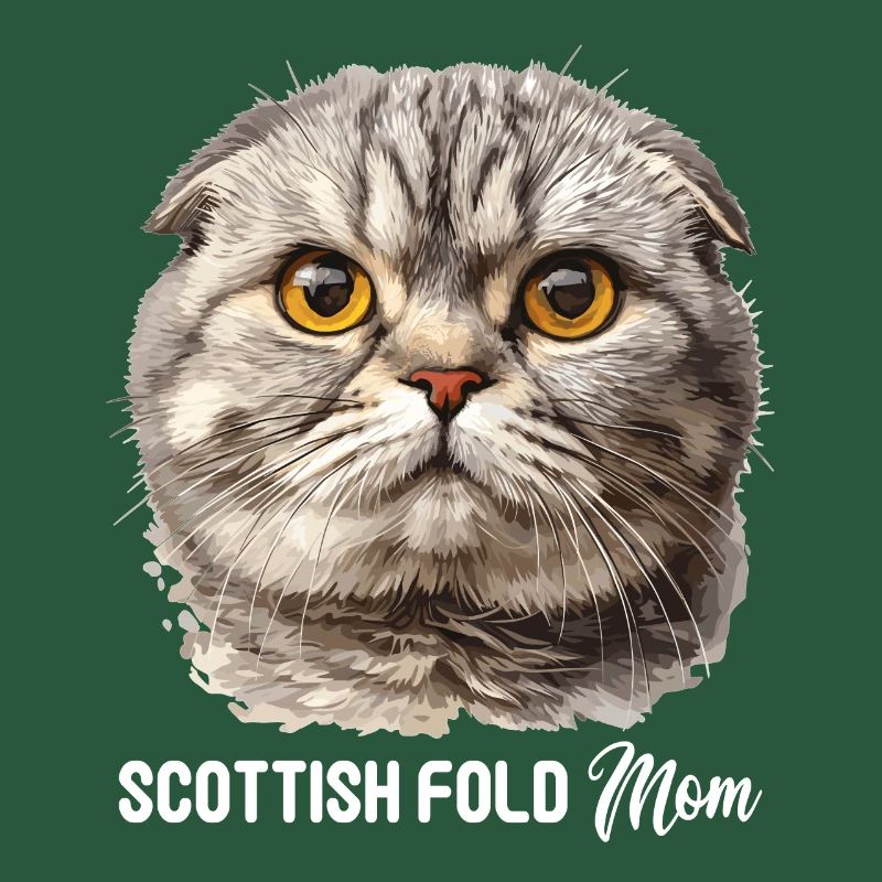 Scottish Fold Kitten Scottish Fold chat