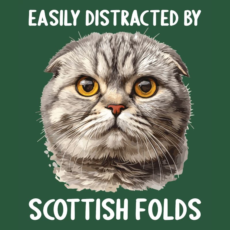 Scottish Fold chaton Scottish Fold chat