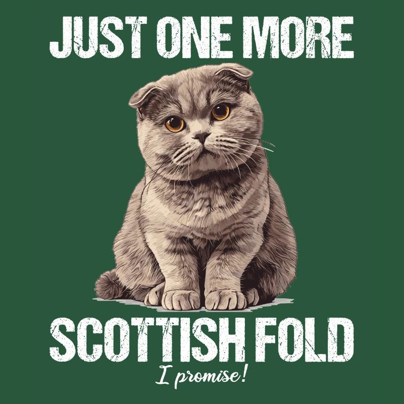 Scottish Fold Kätzchen Scottish Fold Katze