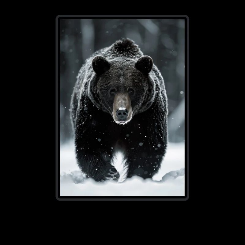 Bear Bären Bär