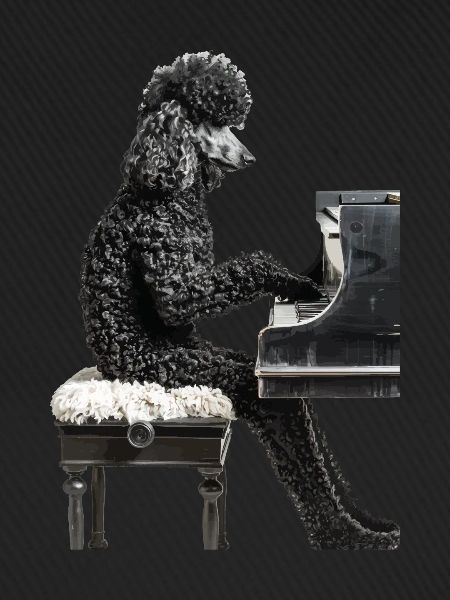 Poodle
