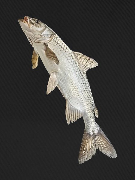 Tarpon