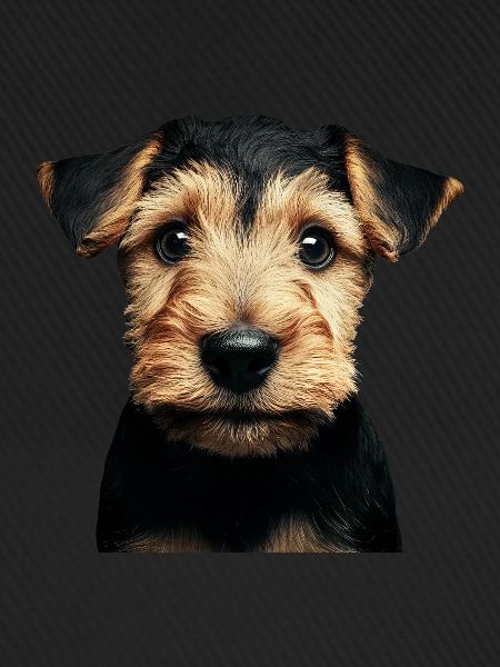 Airedale Terrier