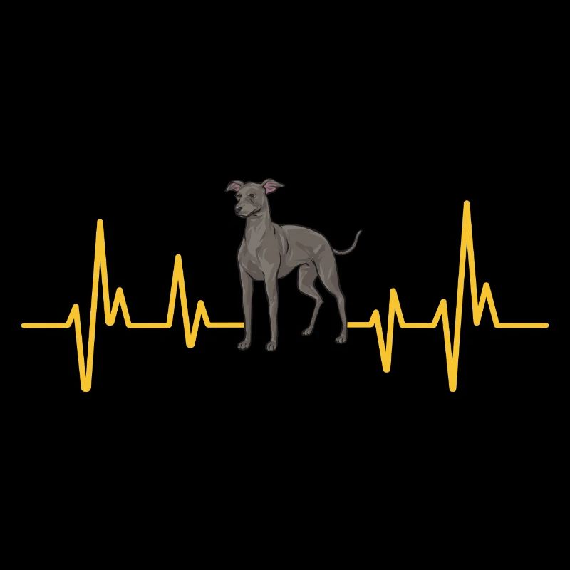 Italienischer Windspiel Windhund Hunde