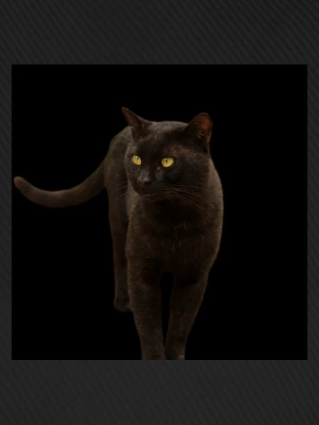 black cat kitten cat