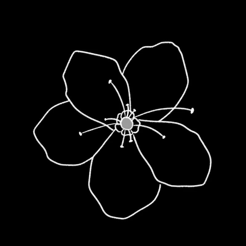 Blüte der Kirsche japanischen Striche weiß