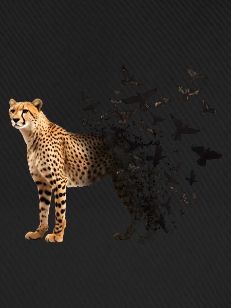 Cheetah