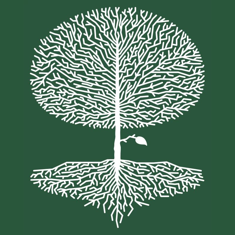 Arbre feuillu krone forêt chêne hêtre nature tilleul branches