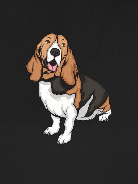 Basset Hound