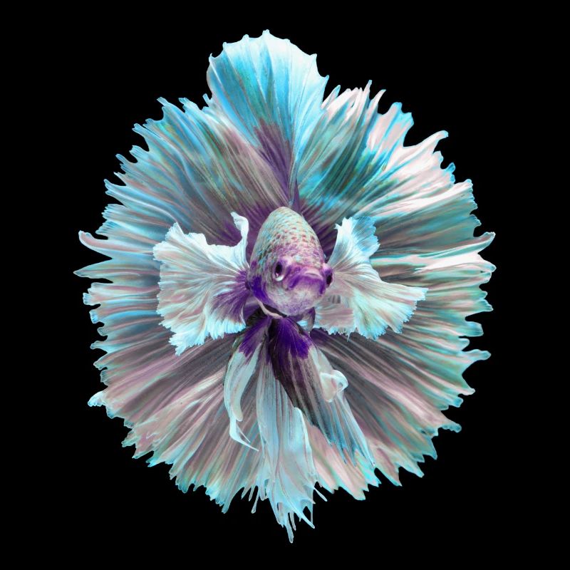 Betta Fish Siamese Fighting Fish Tropical Fish