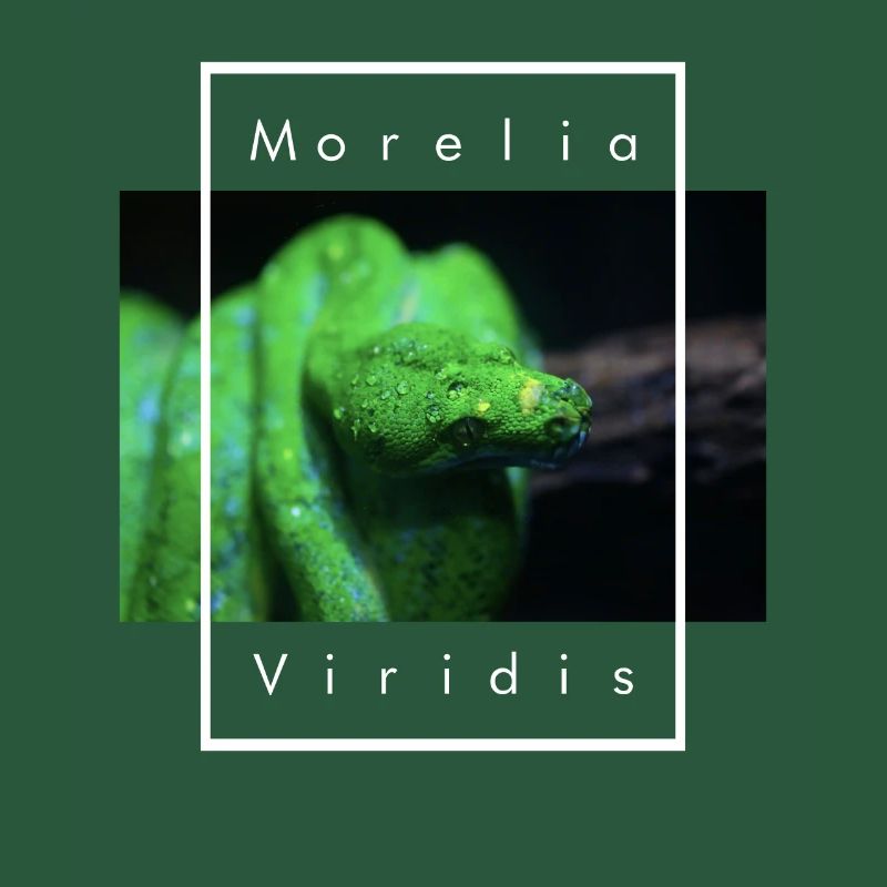 Morelia Viridis Snake Keeper Arbre Vert Python