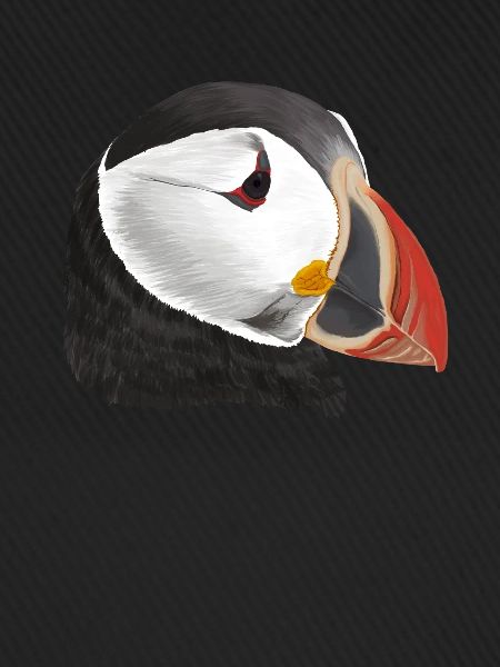 Puffin