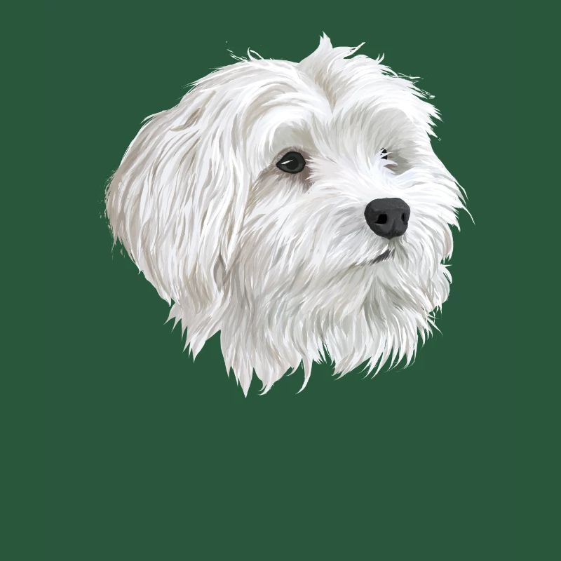 Maltese Dog