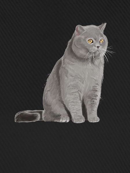 British Shorthair Cat