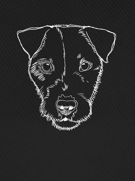 Parson Russel Terrier Dog