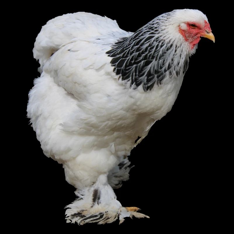 Brahma