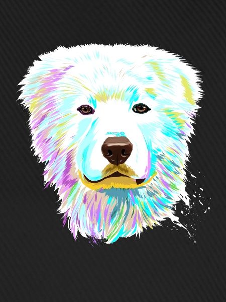 Splash Maremma Sheepdog Dog