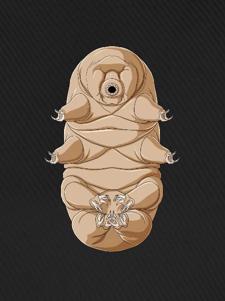 Funny Meditate Tardigrade