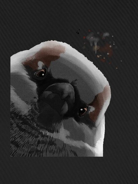 Funny Curious Bird Sparrow