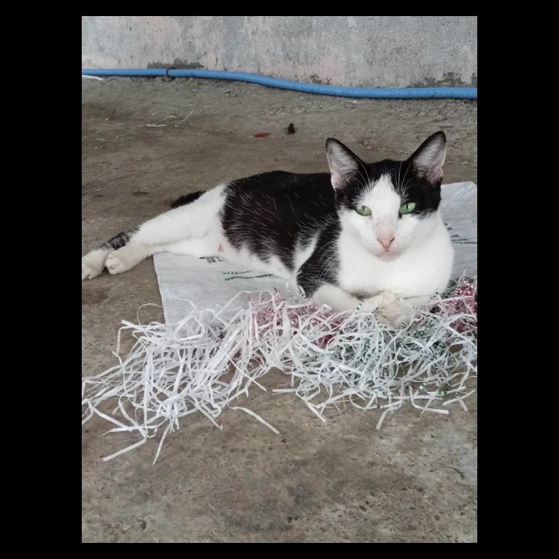 Katzen
