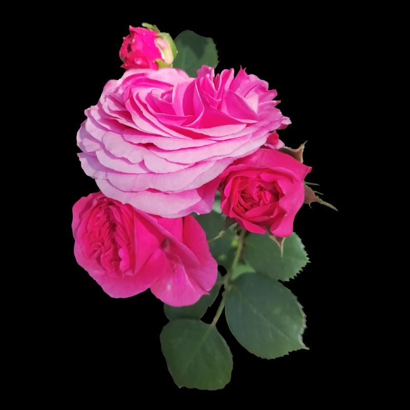 Pink ROSE