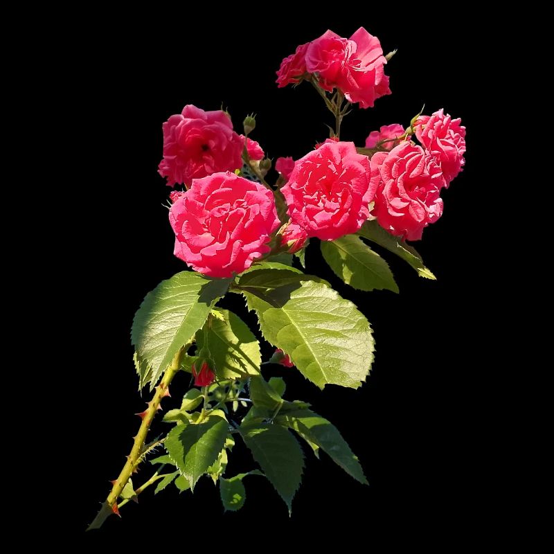 Rosier rouge