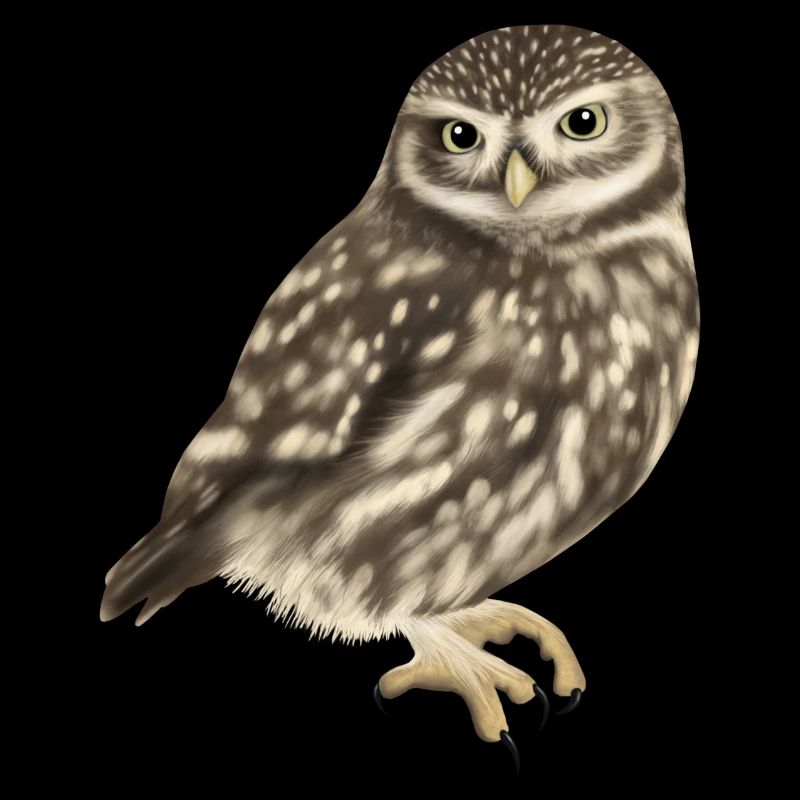 Steinkauz Eule Athene Noctua