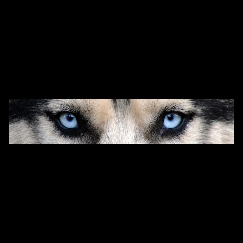 Yeux Husky