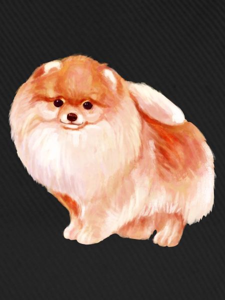 Pomeranian