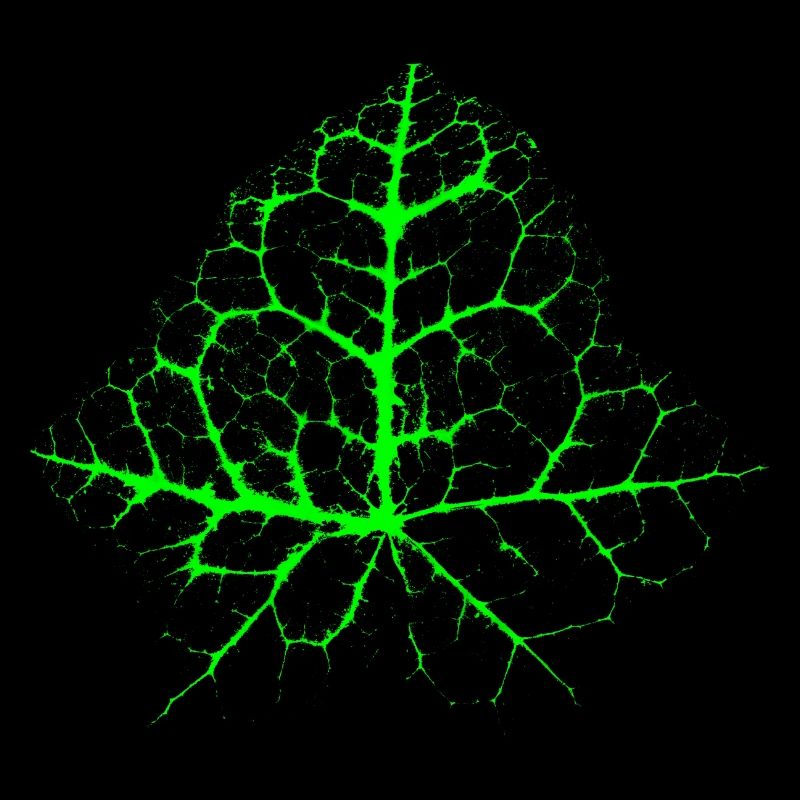 Chaotic Ivy Leaf