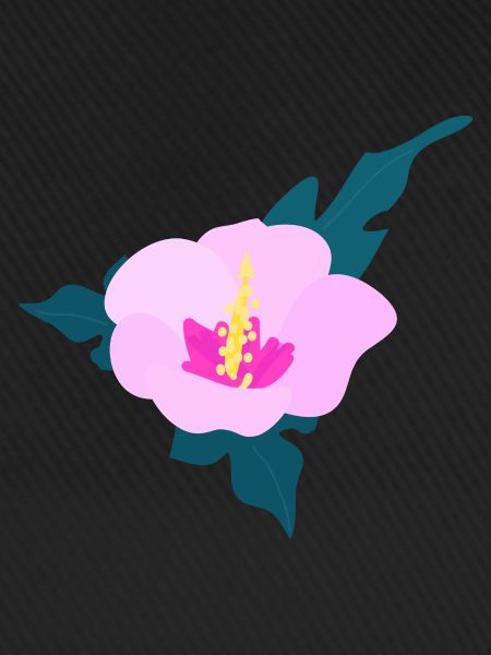 Hibiscus flower 2