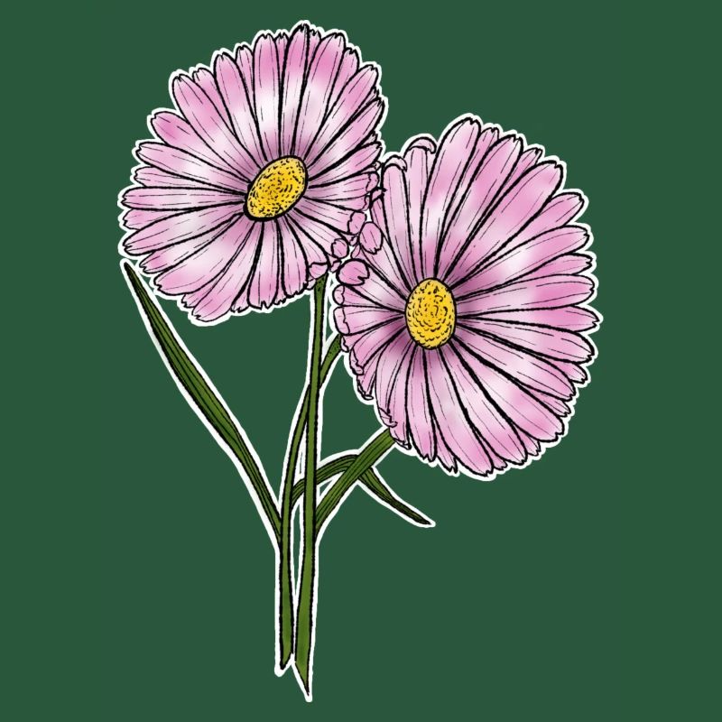 Gänseblümchen