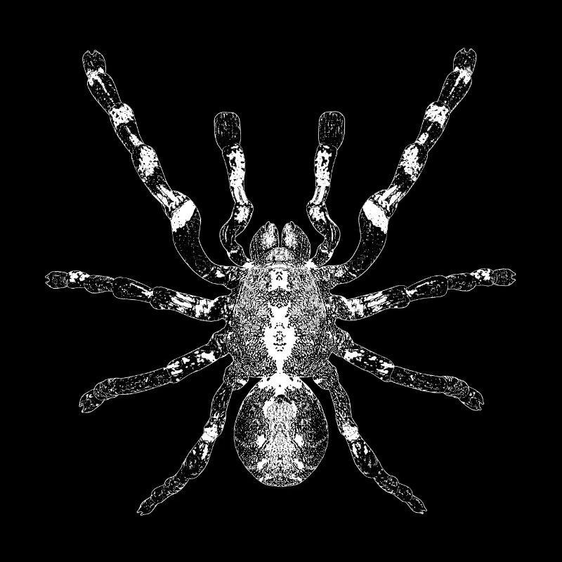 Spider, arachnid