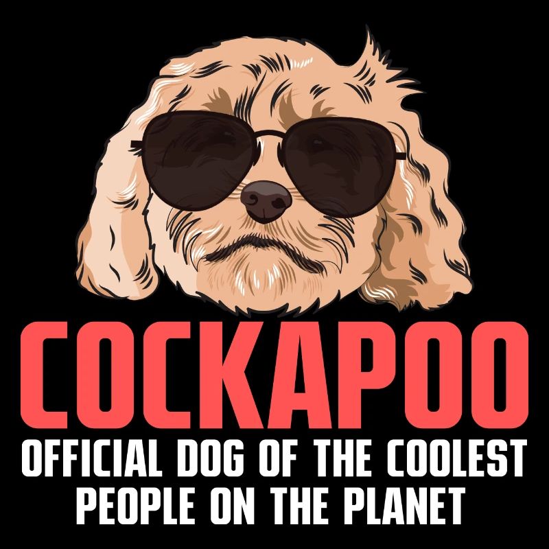 Cockapoo Dog